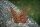 Lepke