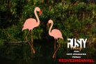 Flamingó Amígó
